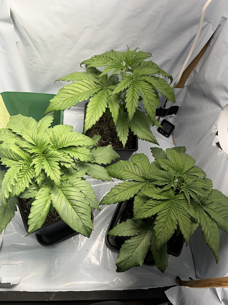 Blätter biegen sich zur Seite/ gelbe Flecke/ Blätter rollen sich ein GrowProbleme Forum