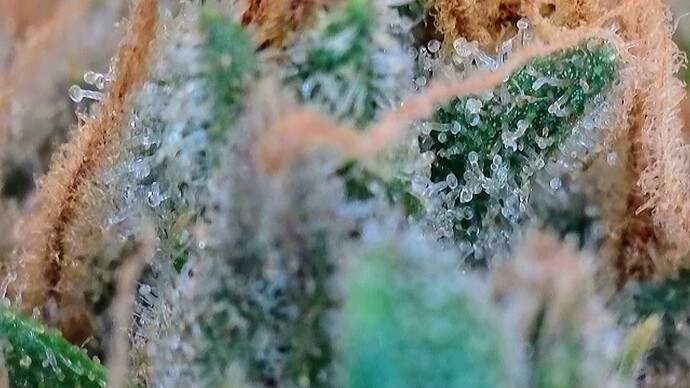 Growreport Bild 28