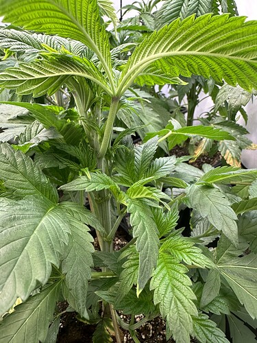 Growreport Bild 5