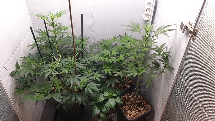 Growreport Bild 2