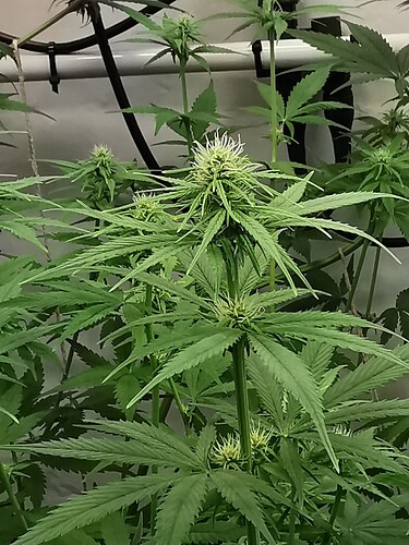 Growreport Bild 8