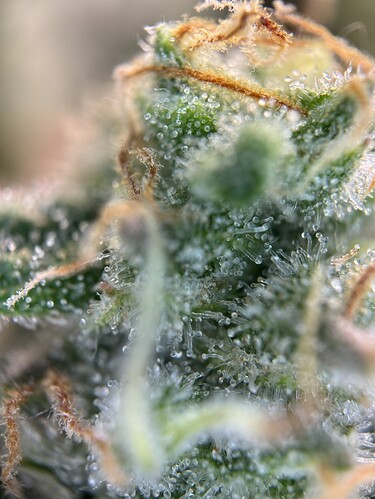 Growreport Bild 44