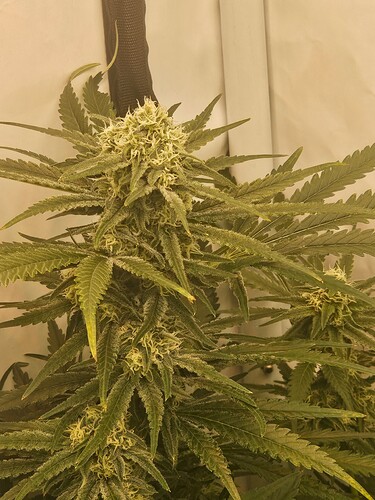 Growreport Bild 4