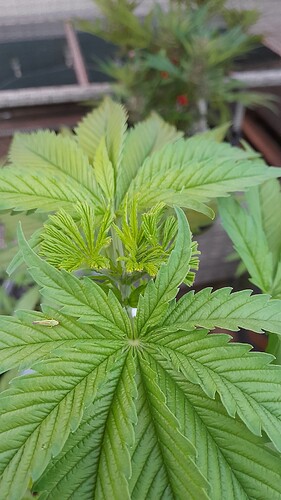 Growreport Bild 1