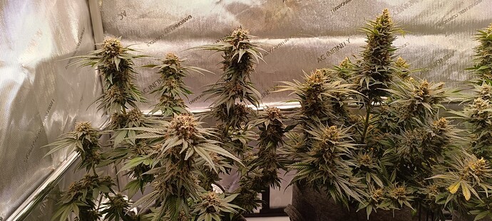 Growreport Bild 8