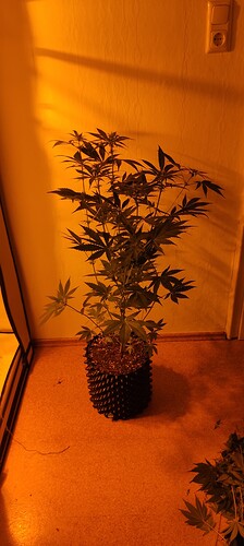 IMG_20240508_094336