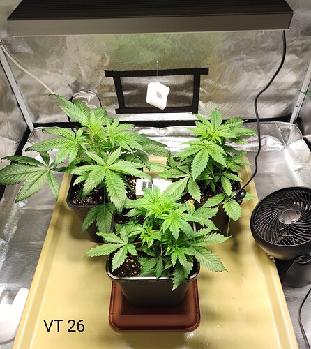 Growreport Bild 2