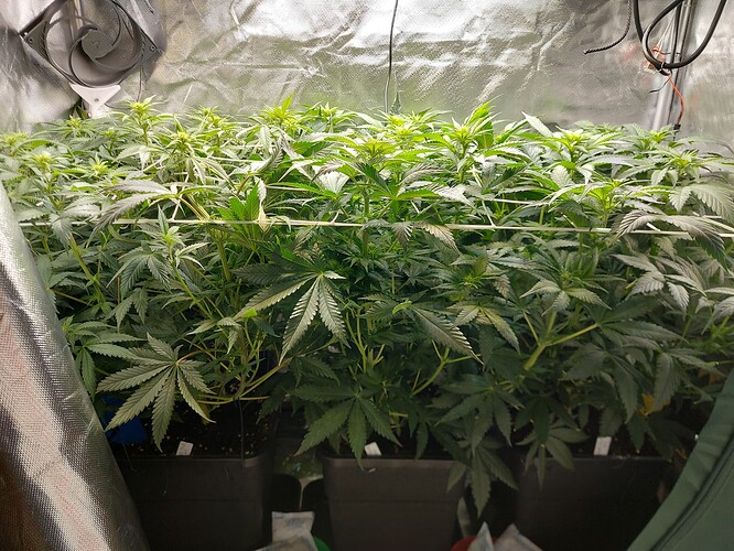 Growreport Bild 2