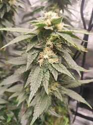 IMG_20250429_091656