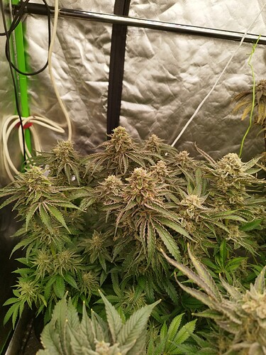 Growreport Bild 4