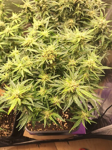 Growreport Bild 14