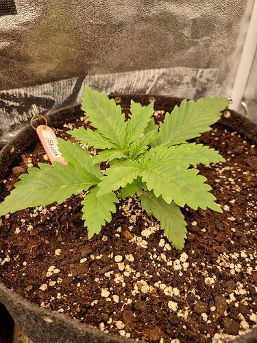 Ein junger Cannabissämling in einem Vliesstofftopf mit einem Namensschild, auf dem 'Skunk' steht.