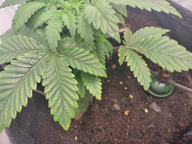 Growreport Bild 9