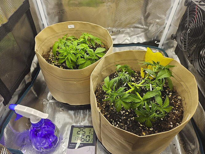 Growreport Bild 35