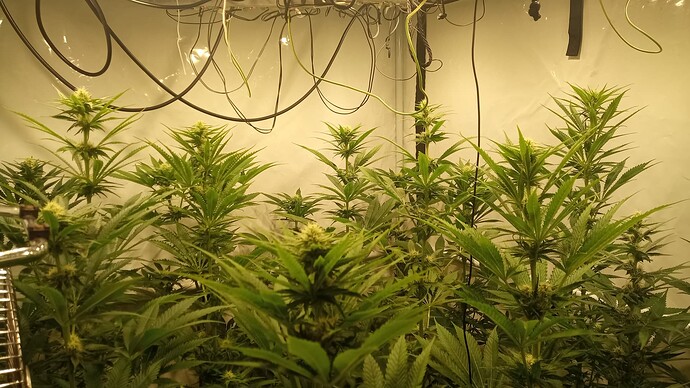 Growreport Bild 17
