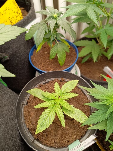 Growreport Bild 4