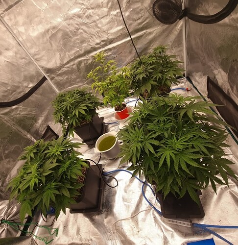Growreport Bild 2