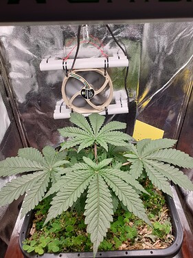 Growreport Bild 5