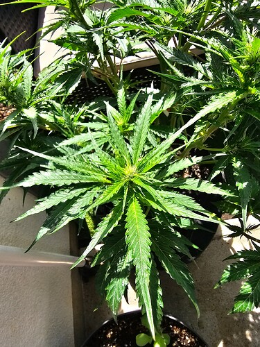 Growreport Bild 4