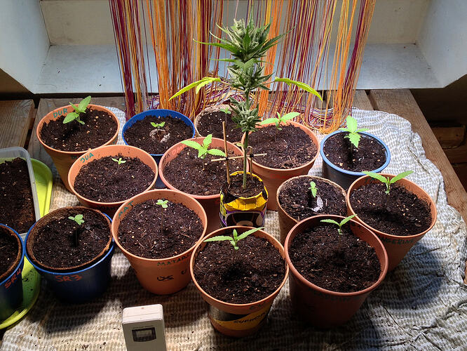 Grow26_0519_01