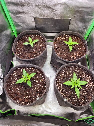 Growreport Bild 4