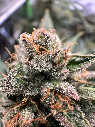 Growreport Bild 12