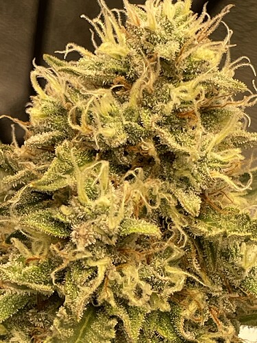 Growreport Bild 8