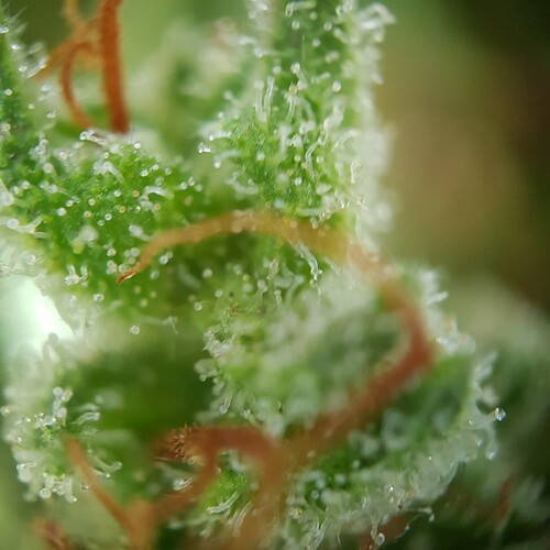 Growreport Bild 4