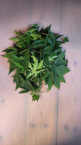 Growreport Bild 20