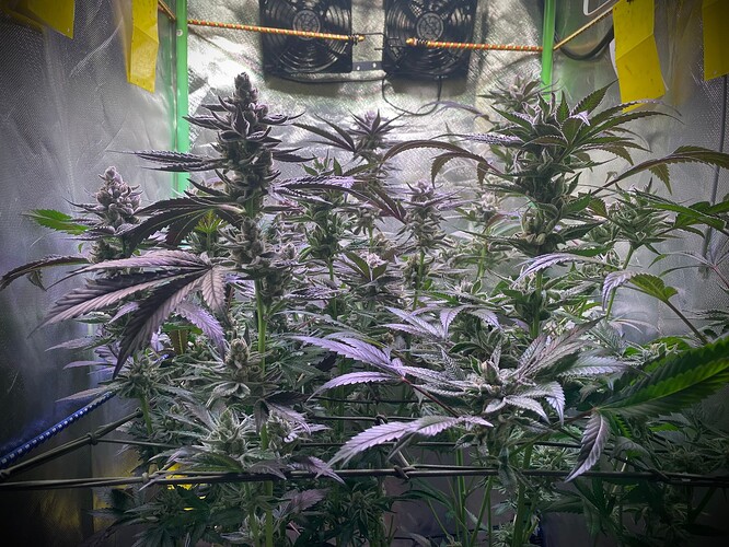 Growreport Bild 3