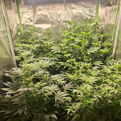 Mehrere Cannabis-Pflanzen in der Blütephase in einem Zelt, mit vielen Blättern und beginnenden Blütenansätzen.