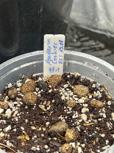 Growreport Bild 62
