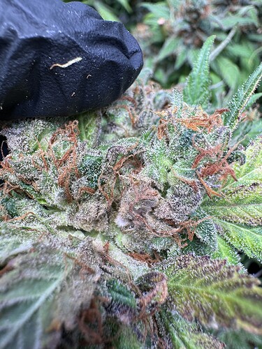 Growreport Bild 25