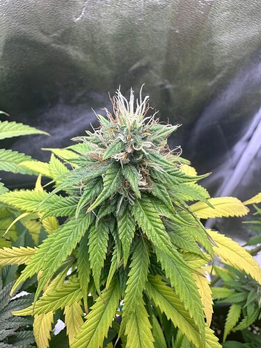Growreport Bild 4