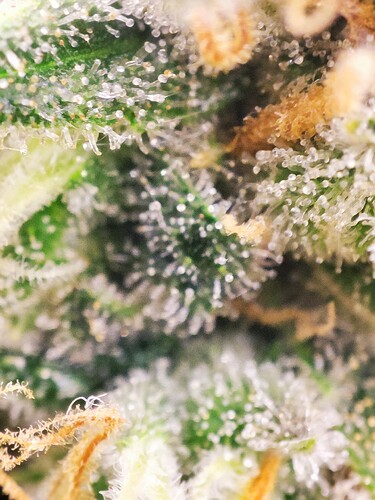 Growreport Bild 15