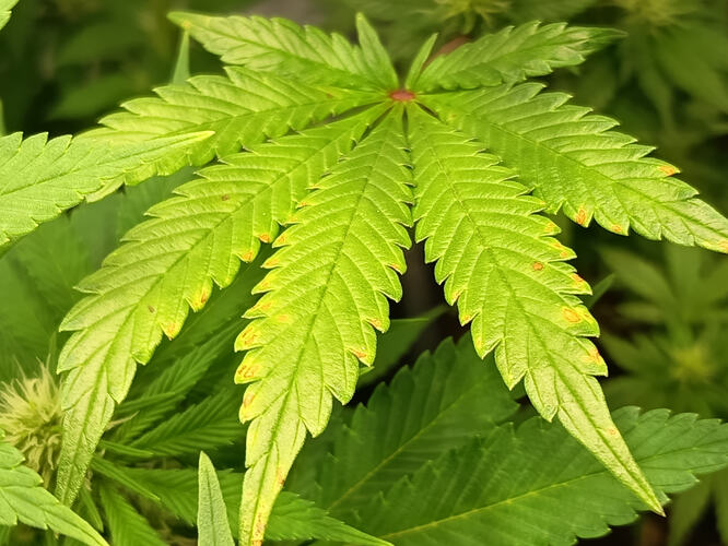 Growreport Bild 1