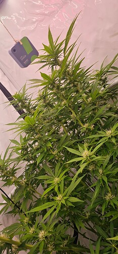 Growreport Bild 12