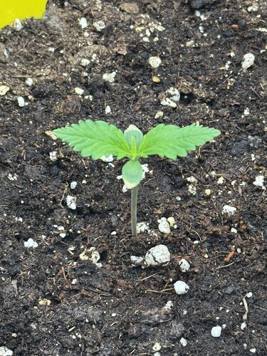 Growreport Bild 12