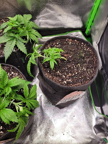 Growreport Bild 17