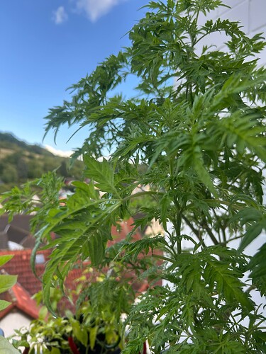 Growreport Bild 17