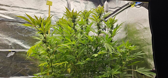 Growreport Bild 1