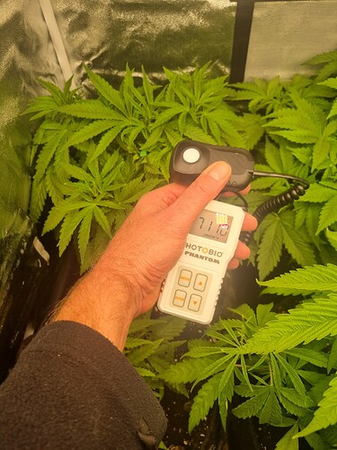 Eine Hand hält ein Messgerät, das die Lichtintensität misst, inmitten von jungen Cannabispflanzen im Wuchsstadium.