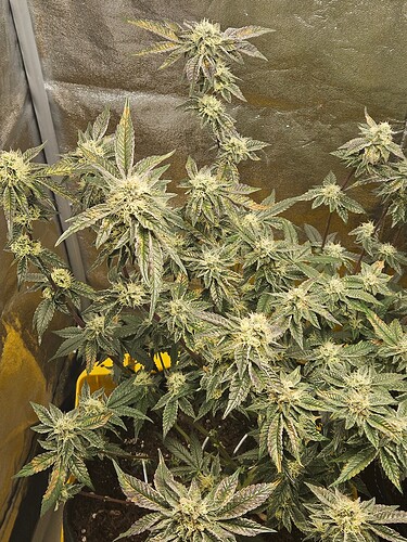 Growreport Bild 1