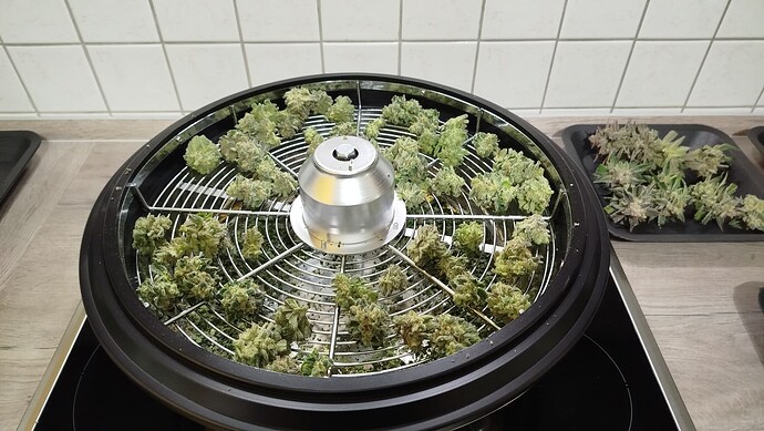 Cannabis-Buds liegen auf einem runden Trocknungsgitter eines Dörrgeräts.
