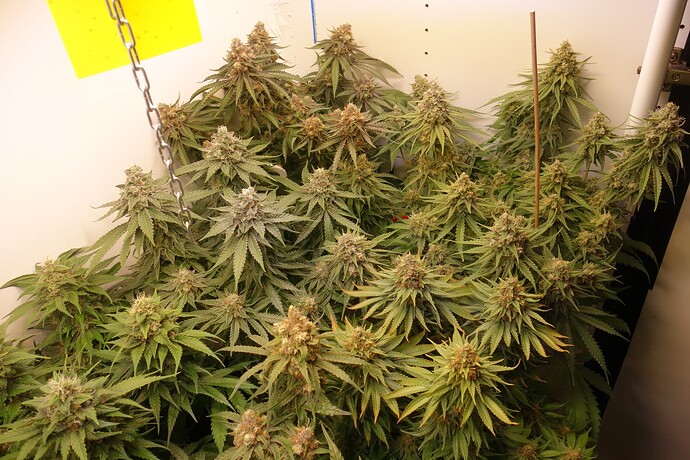 Growreport Bild 2