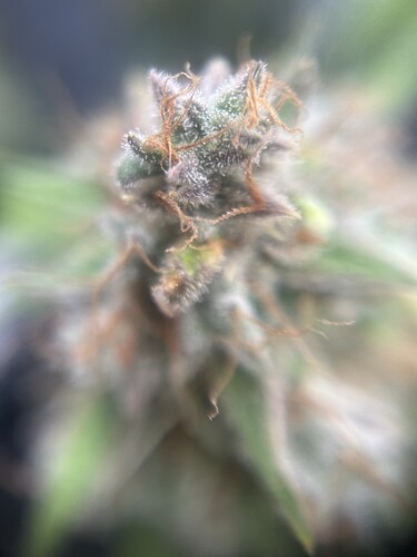 Growreport Bild 13