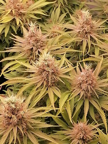 Growreport Bild 10
