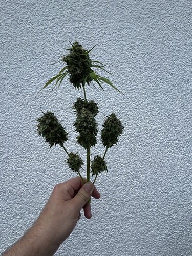 Growreport Bild 59