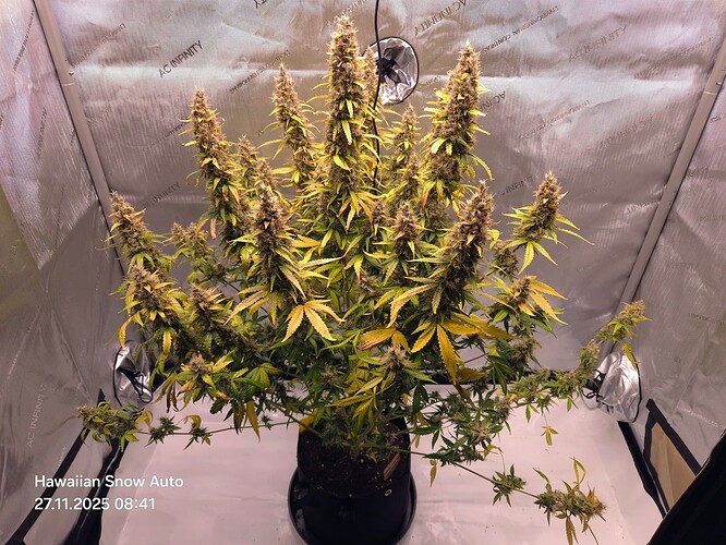 Growreport Bild 1