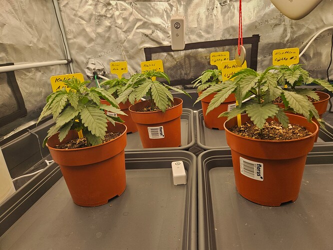 Growreport Bild 51